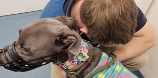 Rescue seeks help for sick greyhound