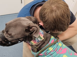 Rescue seeks help for sick greyhound