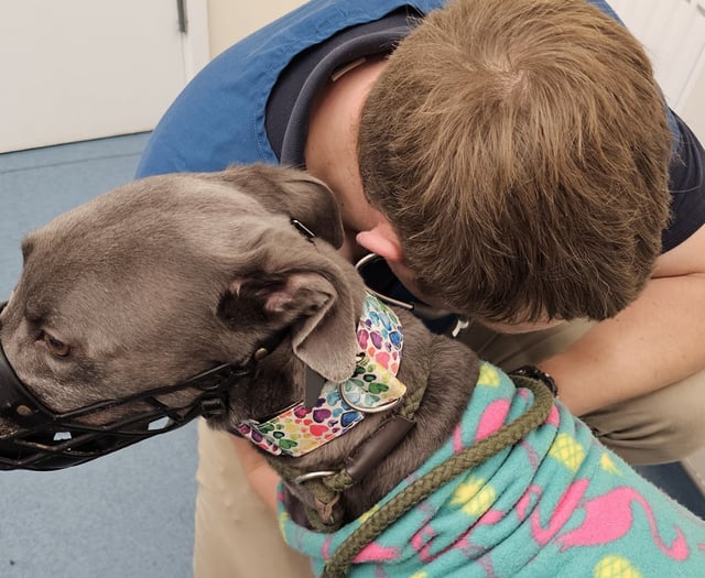 Rescue seeks help for sick greyhound