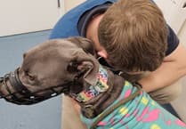 Bluey the greyhound needs your help!