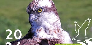 Glaslyn Ospreys to host Winter Birdwatching Weekend