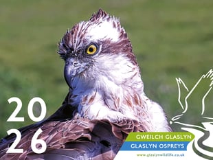 Glaslyn Ospreys to host Winter Birdwatching Weekend