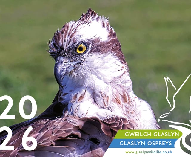 Glaslyn Ospreys to host Winter Birdwatching Weekend