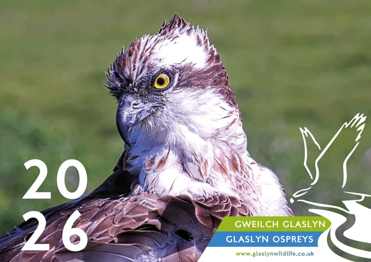 The Glaslyn calendar will be on sale during the centre's Winter Birdwatching Weekend. Photo: Glaslyn Ospreys