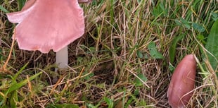 Aberystwyth a hot spot for 'rare and remarkable' fungi