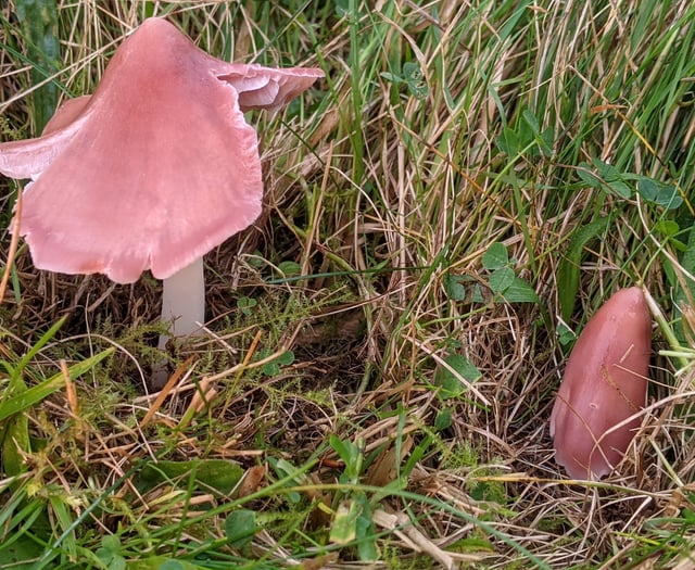 Aberystwyth a hot spot for 'rare and remarkable' fungi