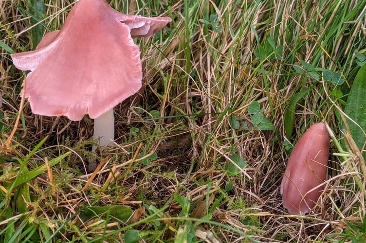 pink waxcap