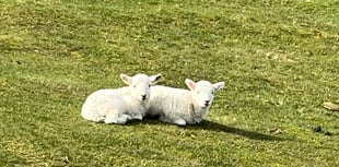 Powys £10m asset sales target 'not achievable' without farm sell off