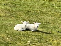 Powys £10m asset sales target 'not achievable' without farm sell off