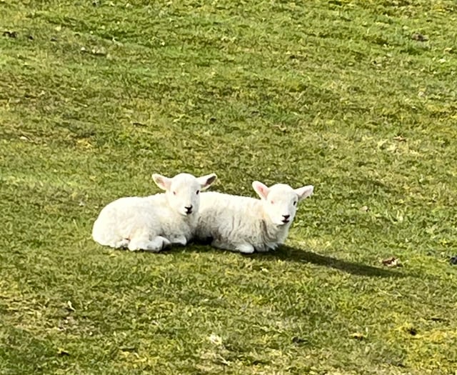 Powys £10m asset sales target 'not achievable' without farm sell off