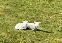 Powys £10m asset sales target 'not achievable' without selling off farms