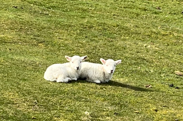 Lambs in a field