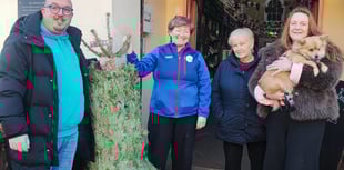 Aberystwyth supermarket donates Christmas tree to market traders