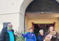 Aberystwyth supermarket donates Christmas tree to market traders