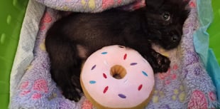 Gwynedd sees rise in pet abandonments