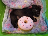 Gwynedd sees rise in pet abandonments
