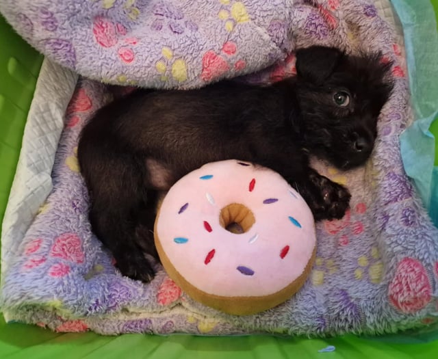 Gwynedd sees rise in pet abandonments