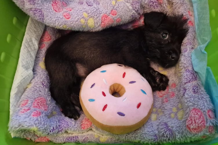 In June a 12-week-old female black Patterdale Terrier puppy was found near Pengarnddu Stables in Dowlais, Merthyr Tydfil. Photo: RSPCA