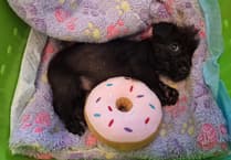 Gwynedd's rising pet abandonment issue