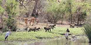 Sub-Saharan Africa has lost up to half of its primates