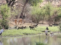 Sub-Saharan Africa has lost up to half of its primates
