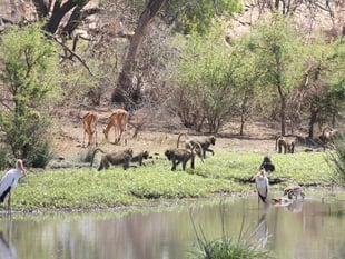 Sub-Saharan Africa has lost up to half of its primates