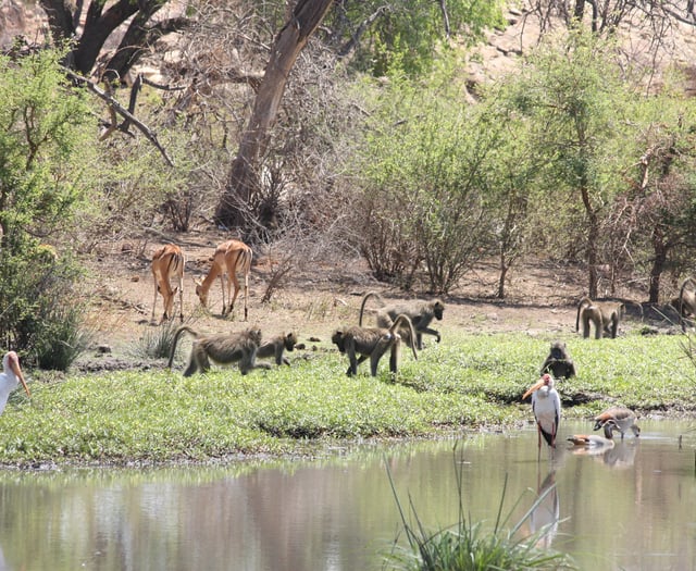 Sub-Saharan Africa has lost up to half of its primates