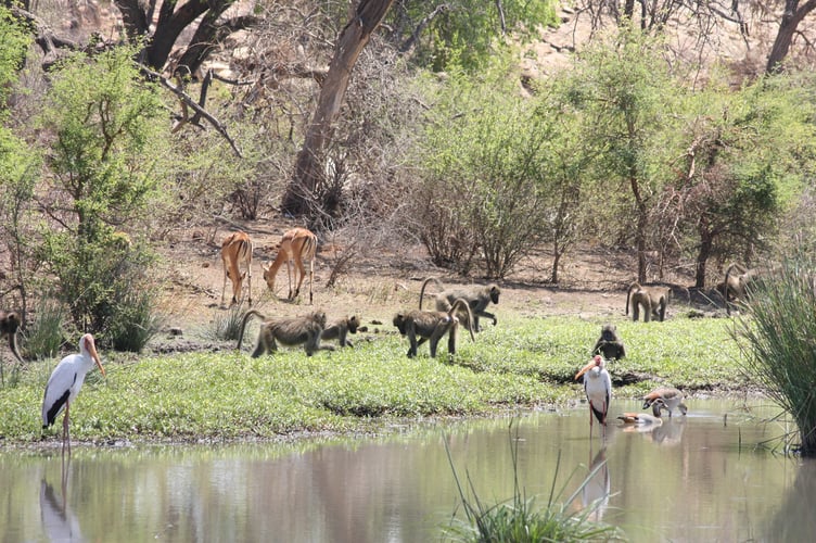 Mapungubwe National Park, South Africa