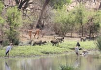 New university study finds Sub-Saharan Africa has lost up to half of its primates