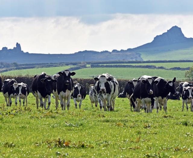 Concerns raised over collapsing dairy prices
