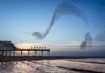 Picture This: Some of our favourite readers' photos from 2025