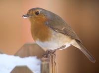 Big Farmland Bird Count returns