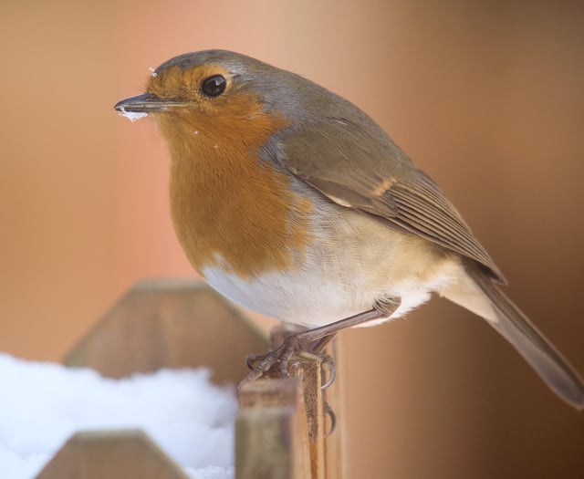 Big Farmland Bird Count returns