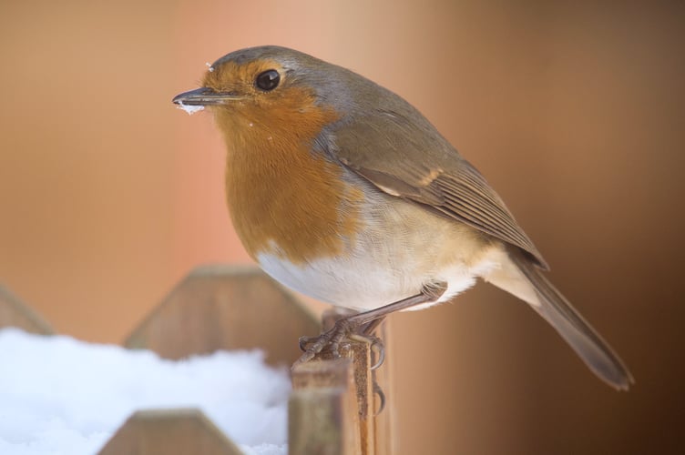 A robin in the snow