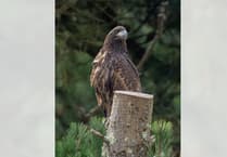 Tagged eagle disappears in ‘suspicious’ circumstances