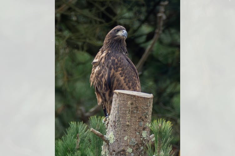 Juvenile white-tailed eagle fitted with a satellite tag; the tag has since been recovered and searches for the bird are ongoing