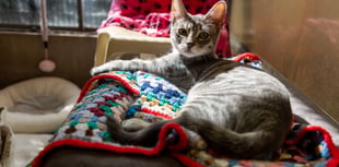 Knitters urged to help make blankets for vulnerable pets