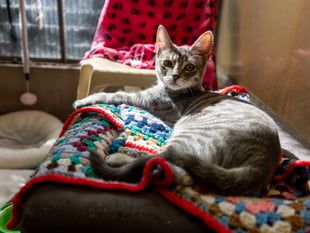 Knitters urged to help make blankets for vulnerable pets