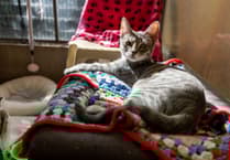 Knitters urged to help make blankets for vulnerable pets