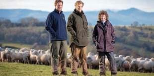 Welsh sheep genetics programme proves transformative
