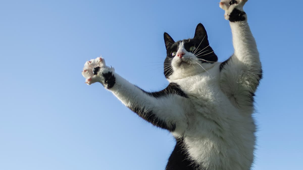 Aber teen's photo of her cat's 'jazz hands' praised by RSPCA | cambrian ...