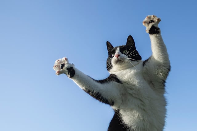 Aber teen's photo of her cat's 'jazz hands' praised by RSPCA