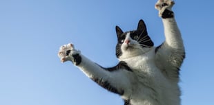 Aber teen's photo of her cat's 'jazz hands' praised by RSPCA