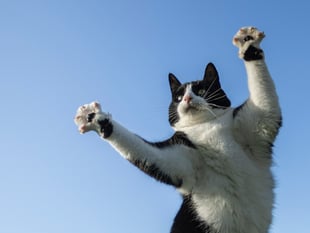 Aber teen's photo of her cat's 'jazz hands' praised by RSPCA