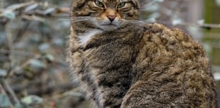 Secret lives of cats could hold clues for wildcat return