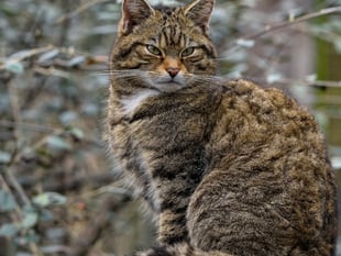 Secret lives of cats could hold clues for wildcat return
