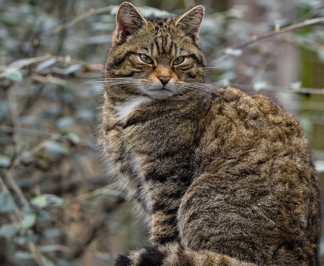 Secret lives of cats could hold clues for wildcat return