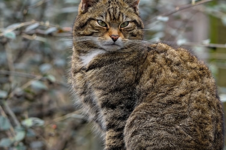 European wildcat
