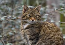 Secret lives of cats could hold clues for wildcat return