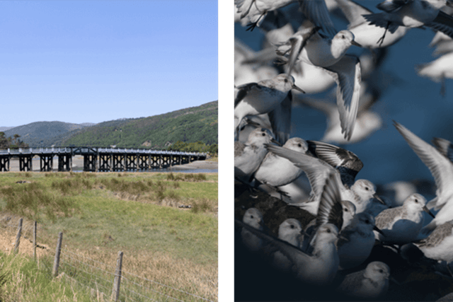 Barmouth area is a top birdwatching spot for winter and spring